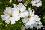 Flowers with White Petals