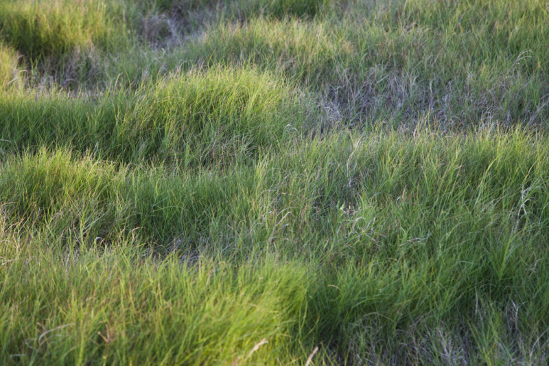 Fluffy Grass Growing at the Florida Campgrounds of Everglades National Park