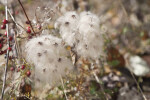 Fluffy, White Flowers at Boyce Park