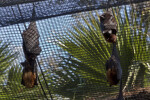 Flying Foxes