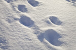 Footprints in Snow