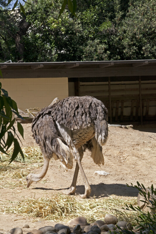 Foraging Ostrich at the Sacramento Zoo