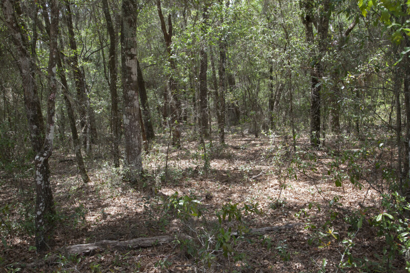 Forest at Chinsegut Wildlife and Environmental Area