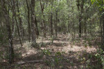 Forest at Chinsegut Wildlife and Environmental Area