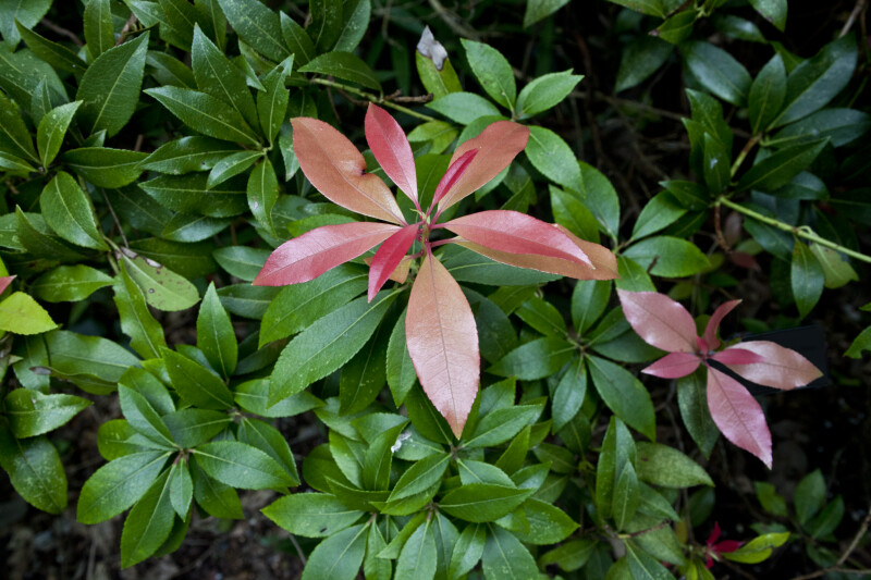 "Forest Flame" Leaves