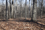 Forest of Bare Trees at Boyce Park