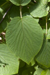 Forked Virbunum Leaf