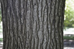 Formosan Sweetgum Bark