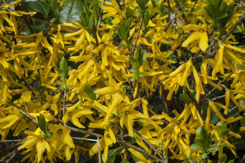 Forsythia Flowers