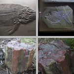 Fossils photographs