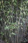 Fountain Bamboo