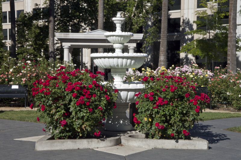 Fountain Next to Two Rose Bushes