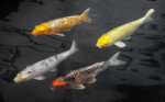 Four Different Colors of Koi Fish