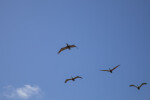 Four Flying Pelicans at Biscayne National Park