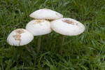 Four Mushrooms at the Kanapaha Botanical Gardens