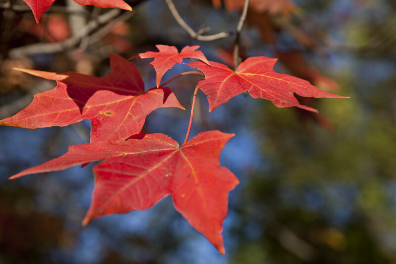 Four Red Maple Leaves of Different Sizes