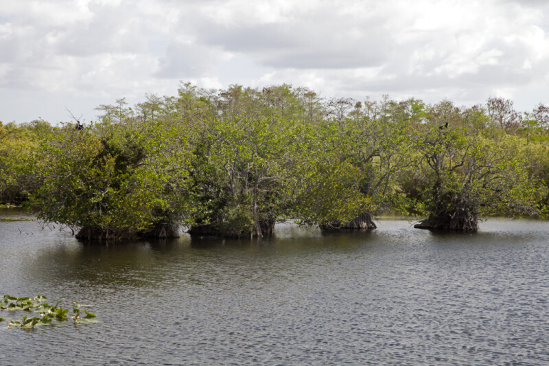 Four Trees Growing in Water at Anhinga Trail of Everglades National Park