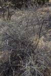 Four-Wing Saltbush