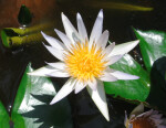 Fragrant Water Lily