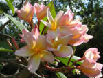 Frangipani Flowers