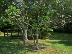 Frangipani Tree