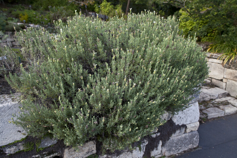 French Lavender Growing From Rock Wall