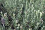 French Lavender Leaves and Buds