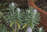 French Lavender Plant Growing Vertically