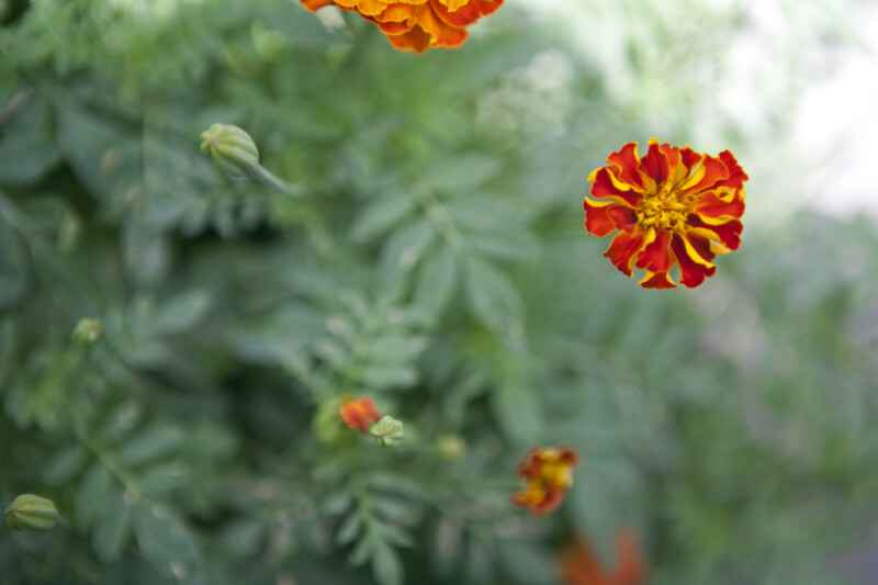 French Marigold Flowers