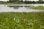 Freshwater Marsh at Circle B Bar Reserve
