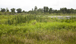 Freshwater marsh at Circle B Bar Reserve