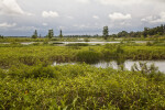 Freshwater pools at Circle B Bar Reserve