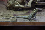 Frill-Necked Lizard in its Enclosure at the Artis Royal Zoo