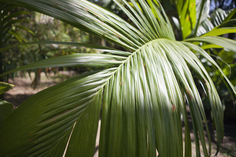 Frond of a Nicobar Palm