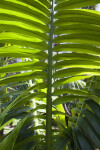 Frond of a Palm (Neoveitchia storckii )