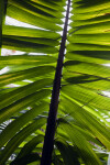 Frond of an Amargo Palm