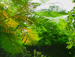 Fronds Overhead