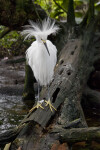 Front View of a Snowy Egret at The Florida Aquarium