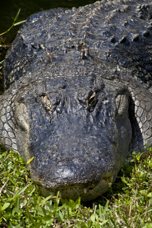 Front View of an American Alligator's Head and Back