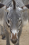 Front View of the Head of a Grevy's Zebra