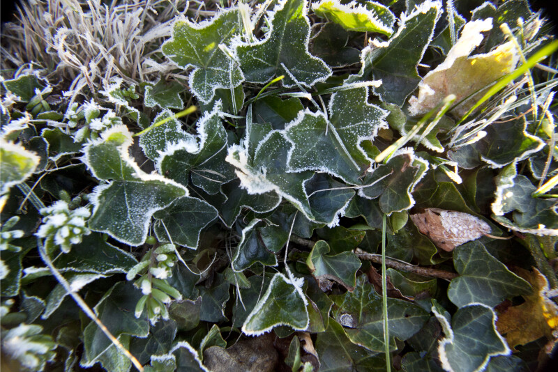 Frosted Green Leaves of an English Ivy Plant