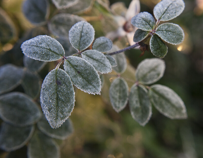 Frosted Leaves of a Rose Plant