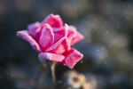 Frosted Petals of Pink Rose Flower