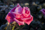 Frosted, Pink Rose Flower with Soft Sunlight Shining Upon it