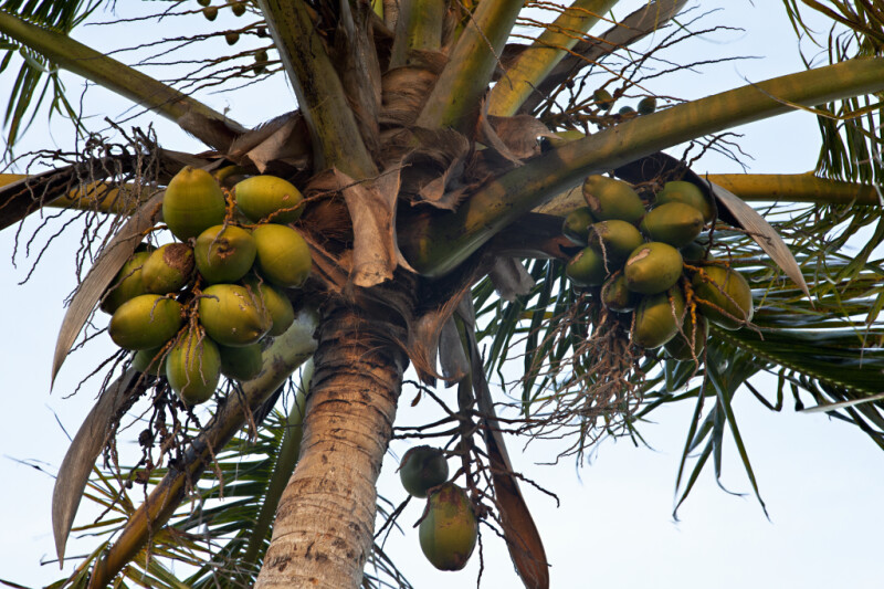 Fruit and Branches of a Coconut Palm
