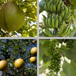 Fruit & Nut Crops photographs