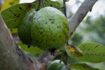 Fruit of a Guava Tree