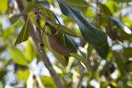 Fruit of a Mangrove at the Big Cypress National Preserve