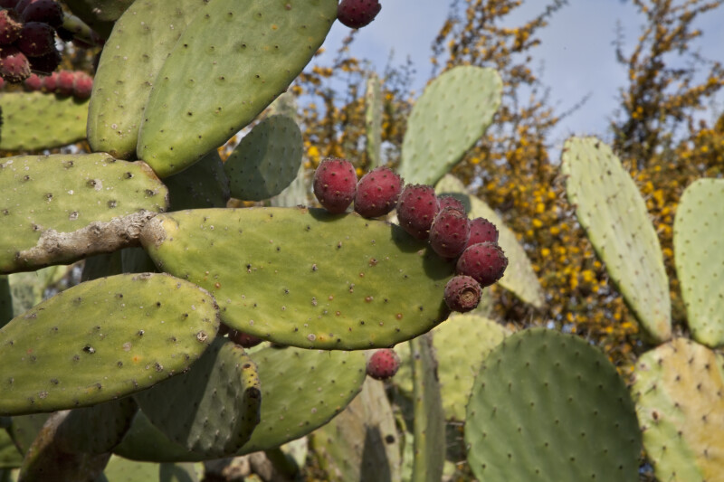Fruit on the Pad of a Prickly Pear Cactus