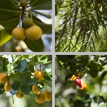 Fruit photographs